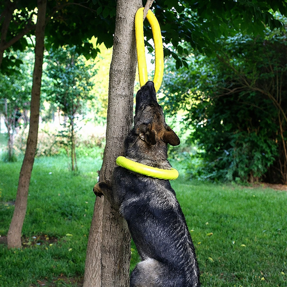 Interactive Dog Training Ring